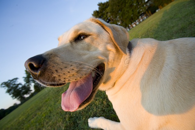 Race City is a pet-friendly venue!